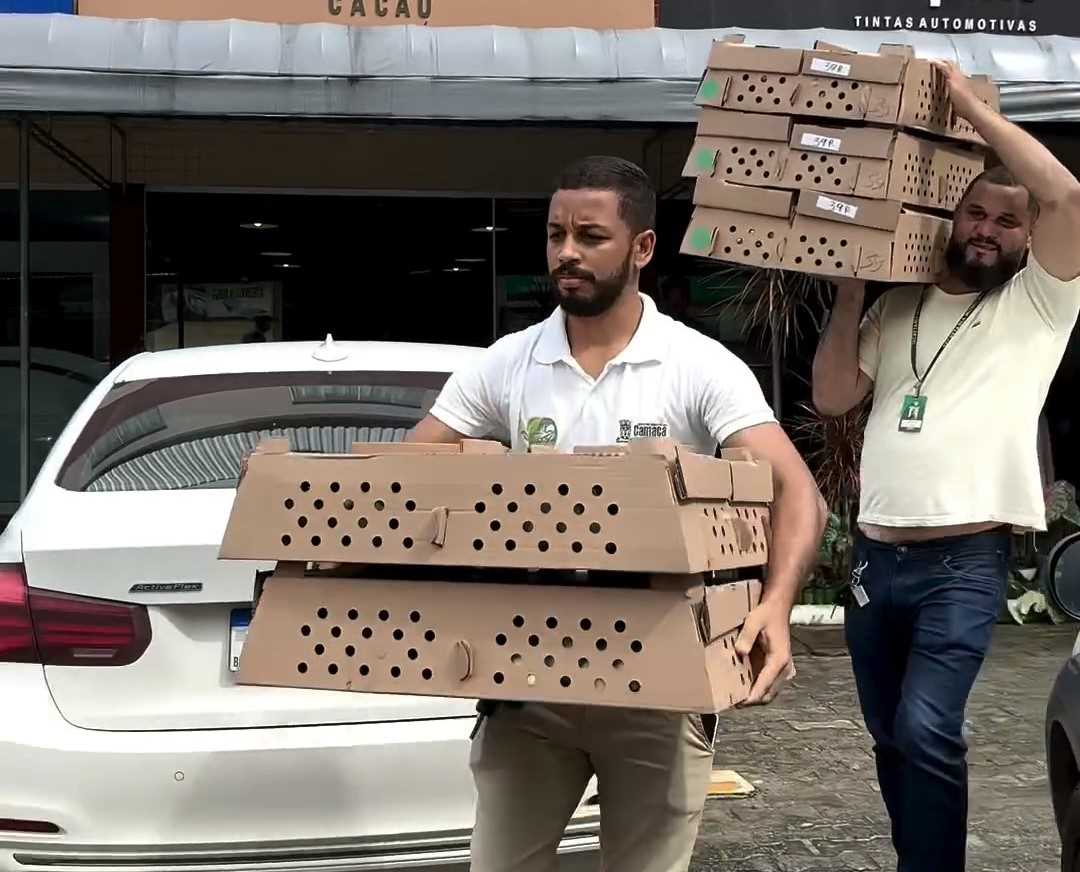 Camacã: Prefeitura distribui cerca de 1.300 pintainhos para produtores do Programa Criação de Galinha Caipira